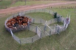 Cattle Handling Products Toowoomba